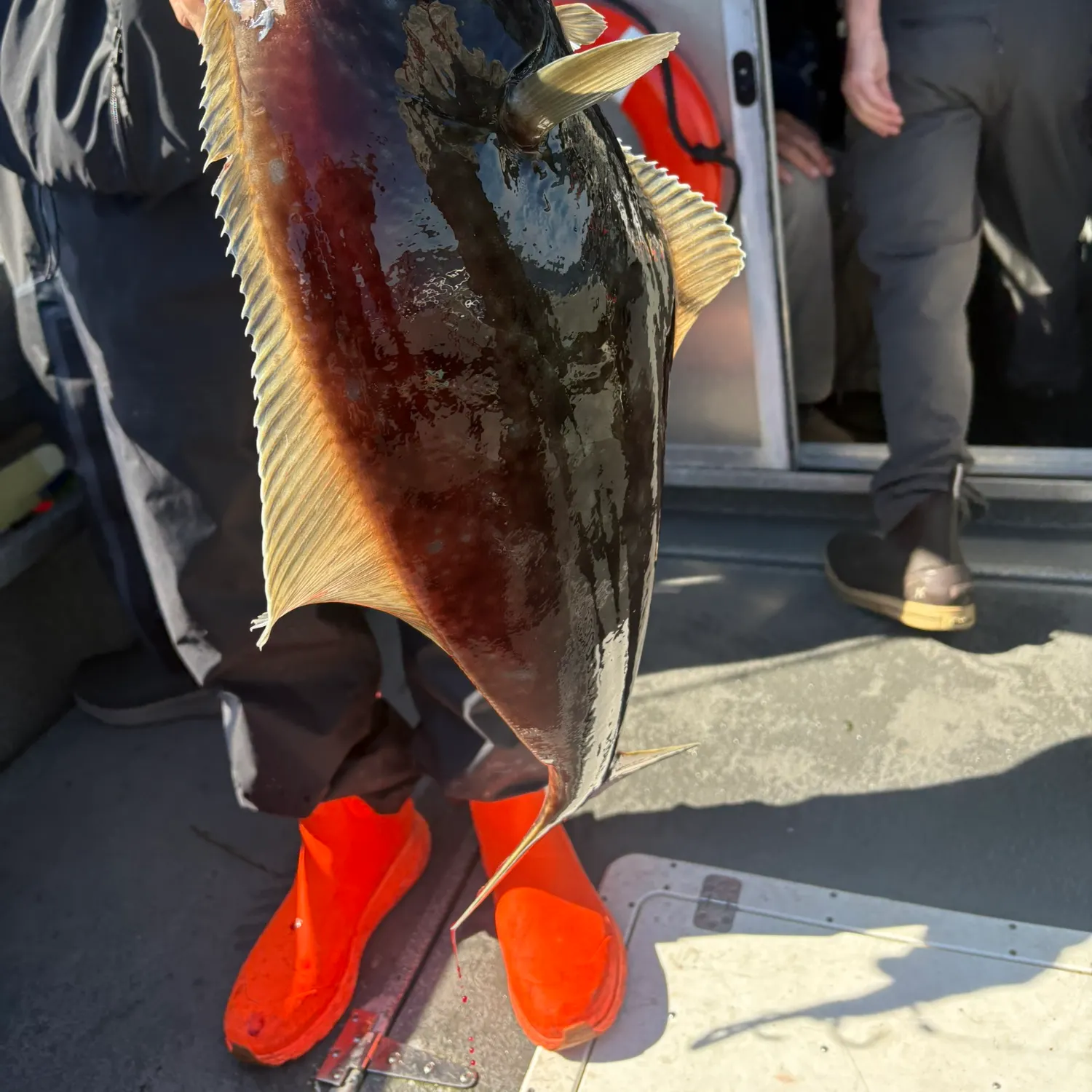 Pacific halibut caught on Fishbrain