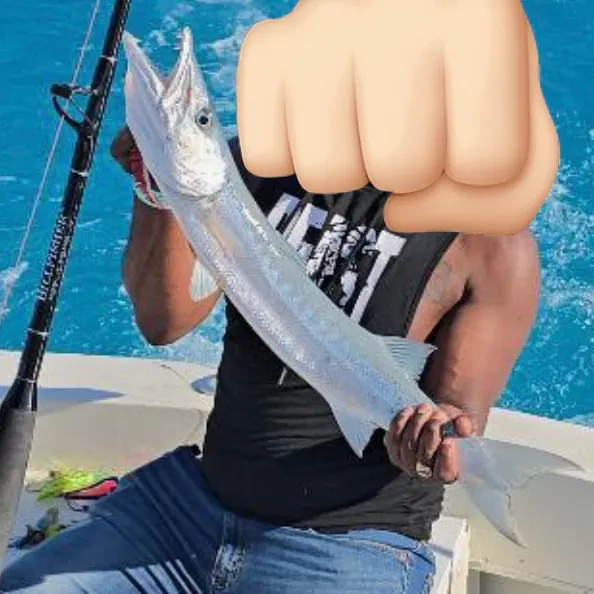 The most recent Pacific barracuda catches on Fishbrain