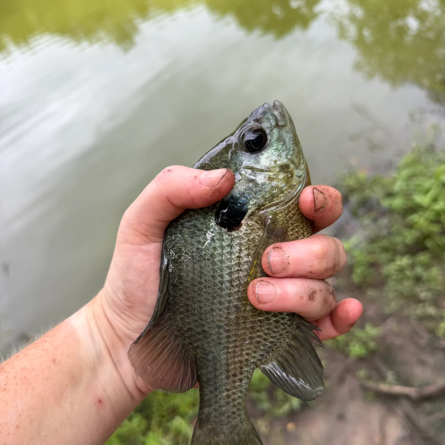 Greengill hybrid caught on Fishbrain