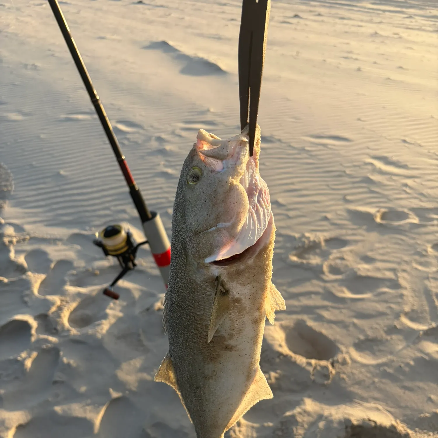 Bluefish caught on Fishbrain