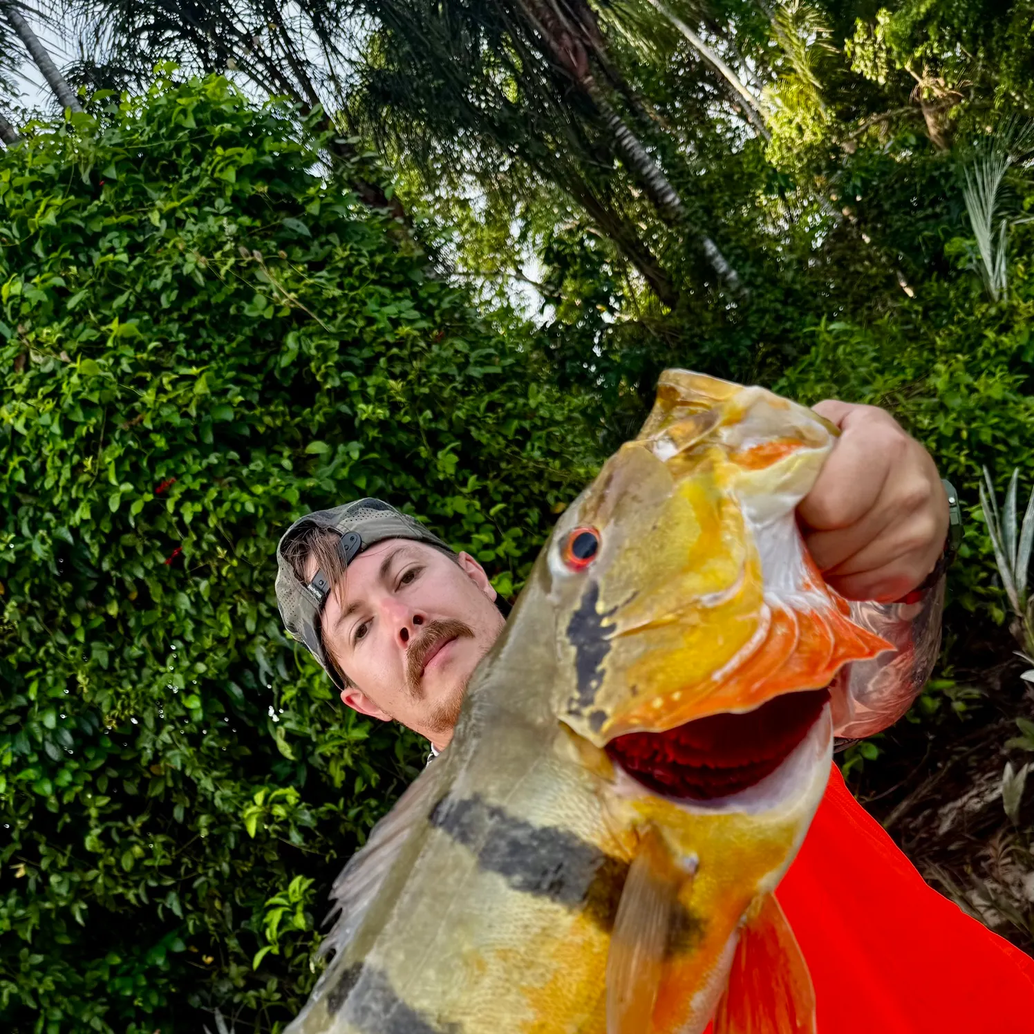 Butterfly peacock bass caught on Fishbrain