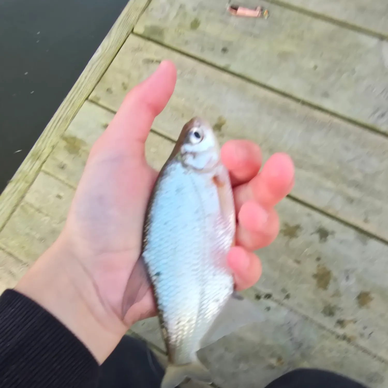 Common bream caught on Fishbrain