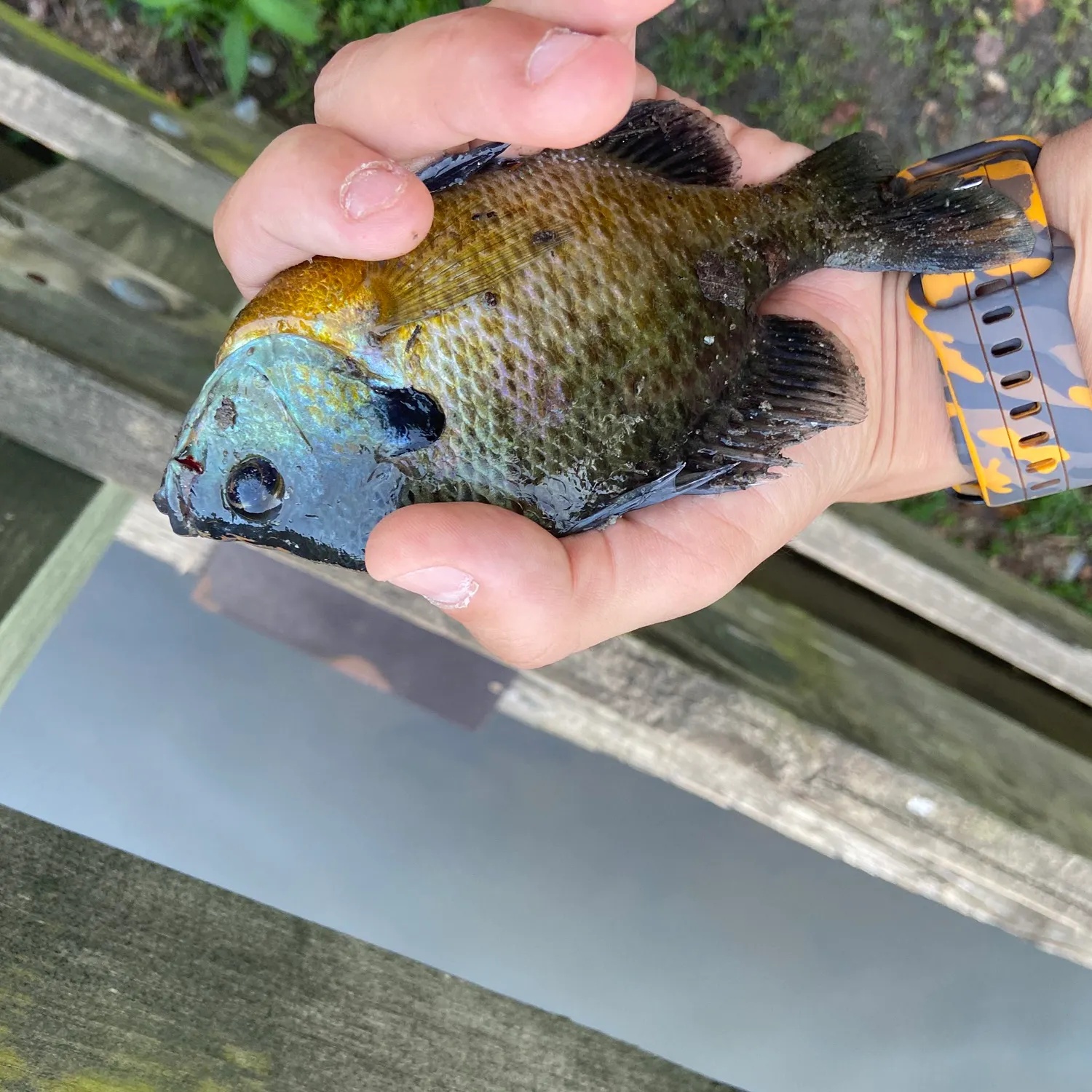 catch