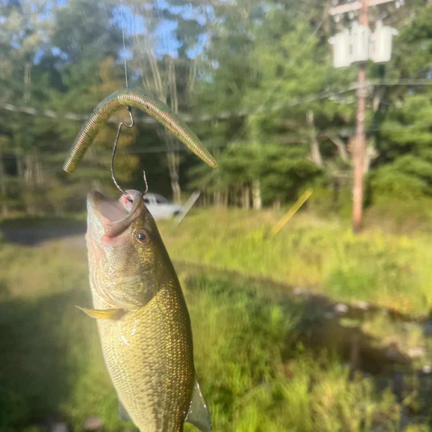 Smallmouth bass caught on Fishbrain