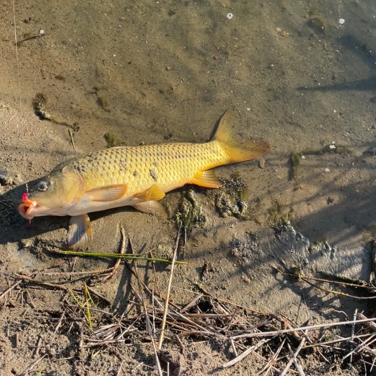 Common carp caught on Fishbrain