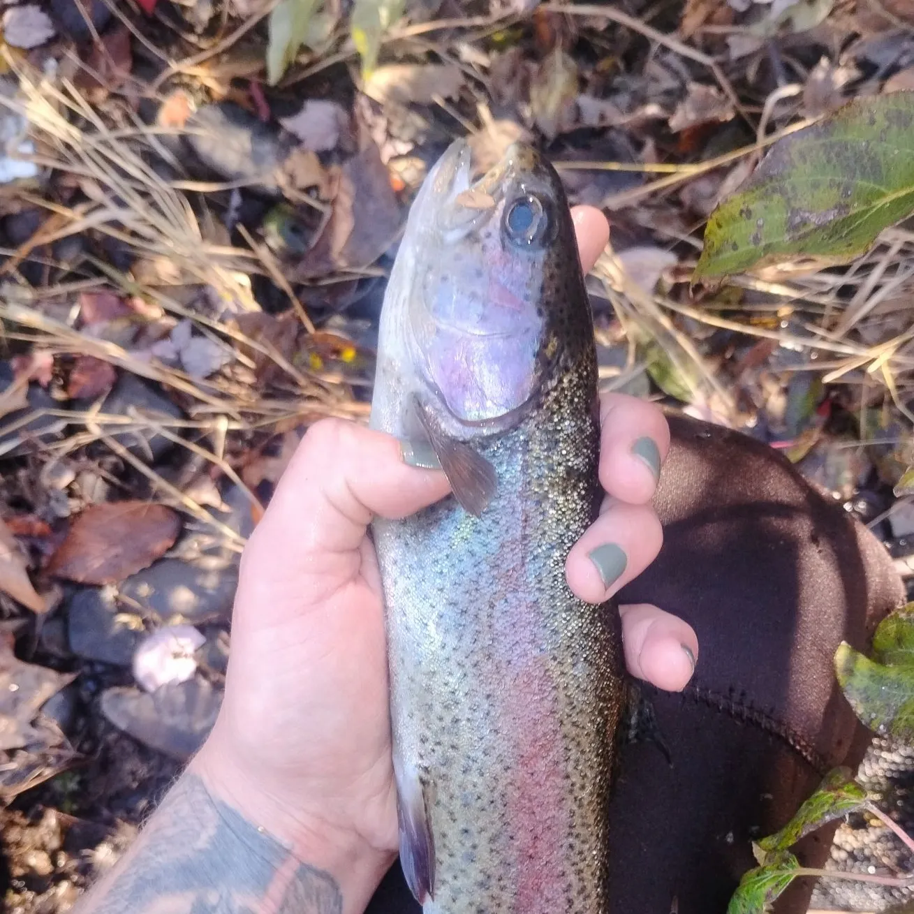 Rainbow trout caught on Fishbrain