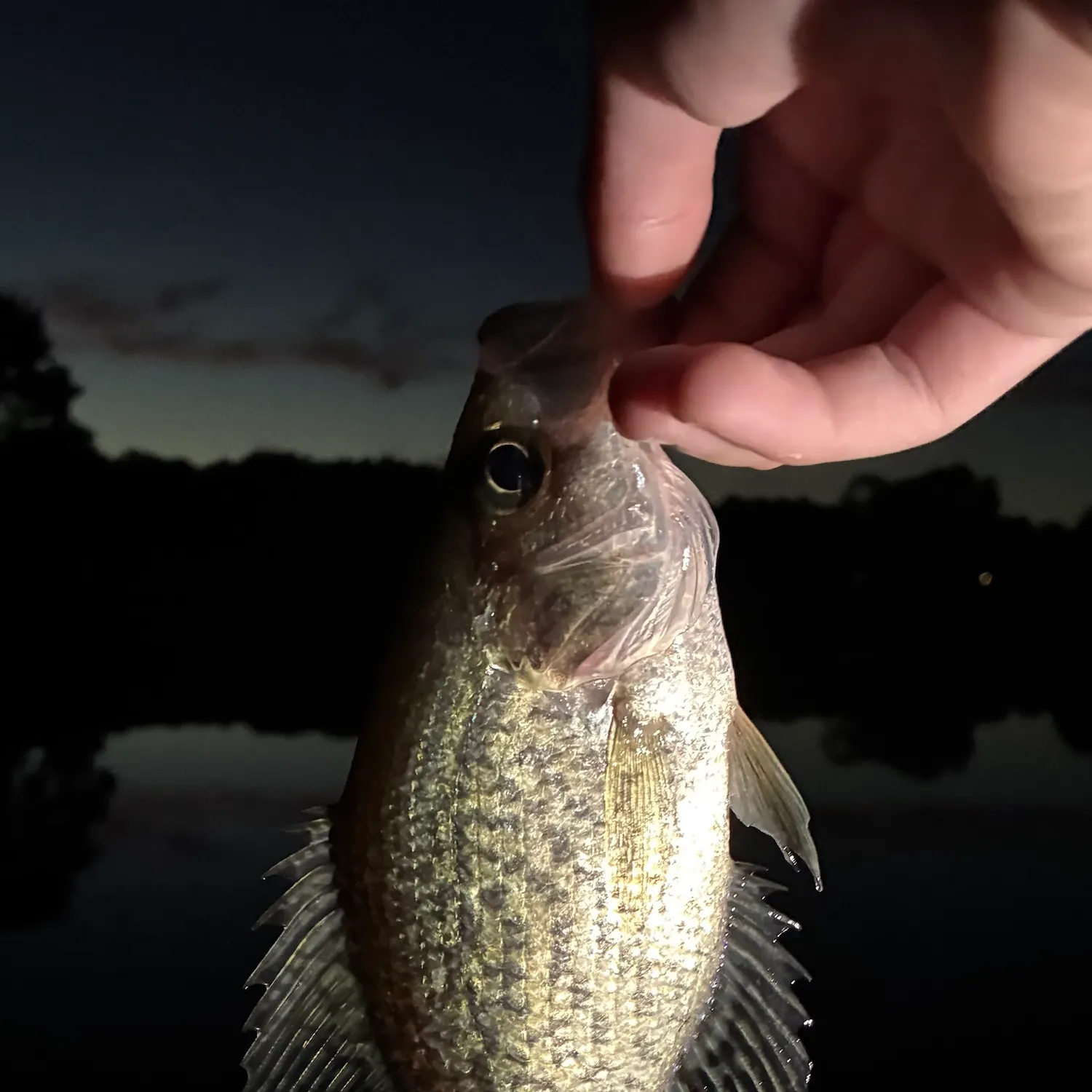 Black crappie caught on Fishbrain
