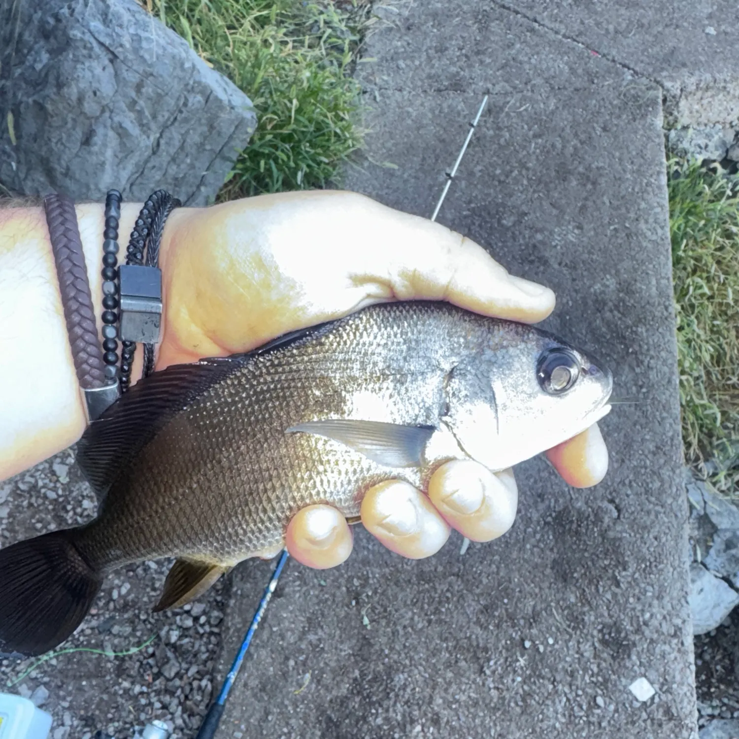 Freshwater drum caught on Fishbrain