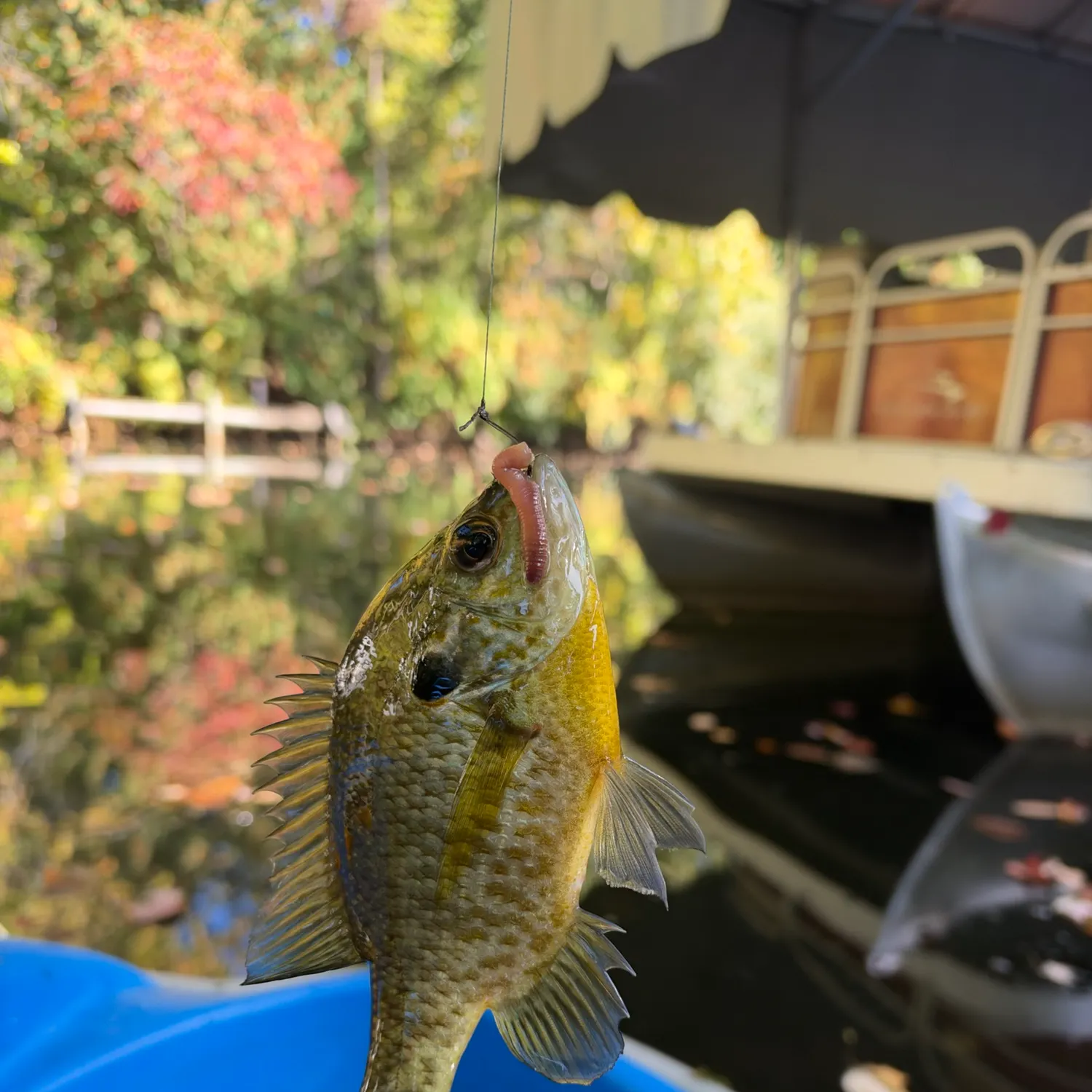 Bluegill caught on Fishbrain