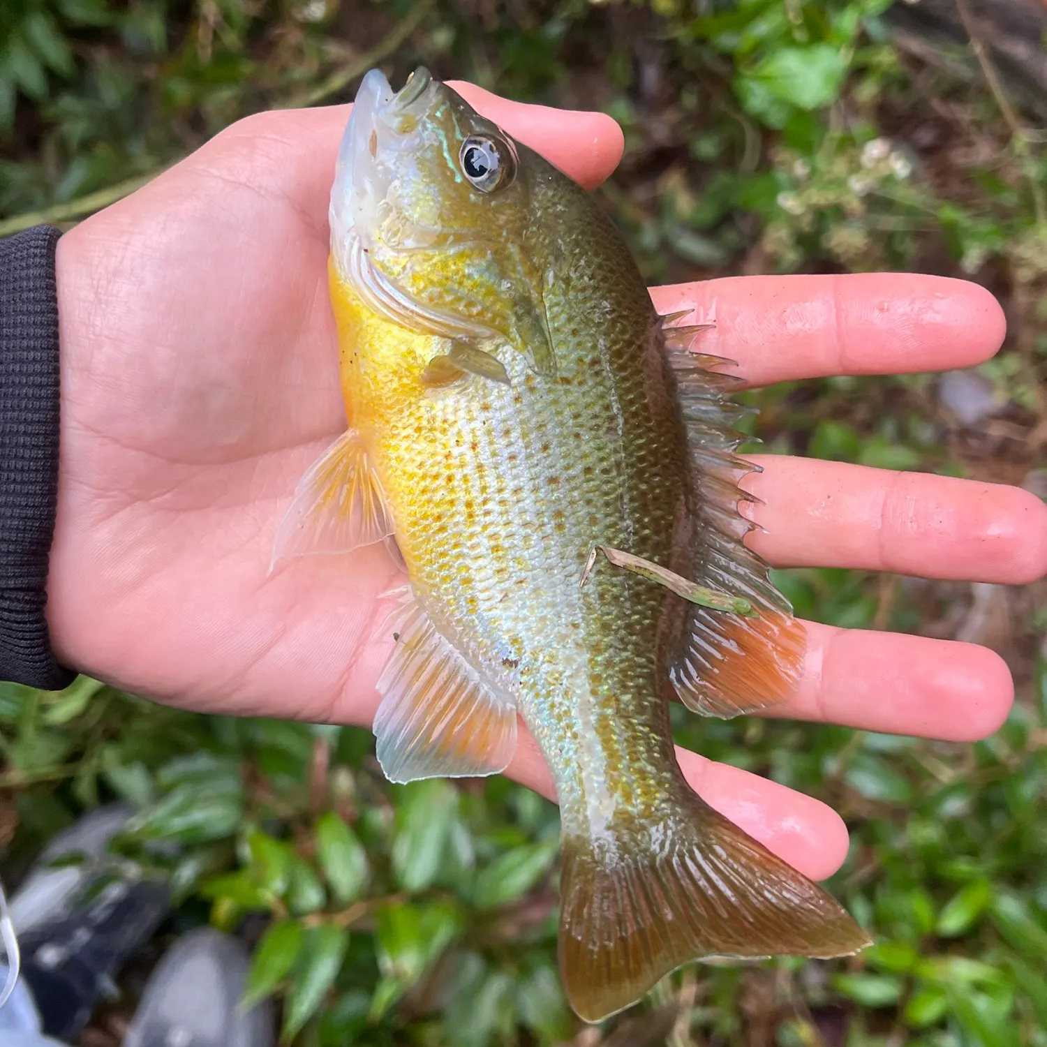 Redbreast sunfish caught on Fishbrain