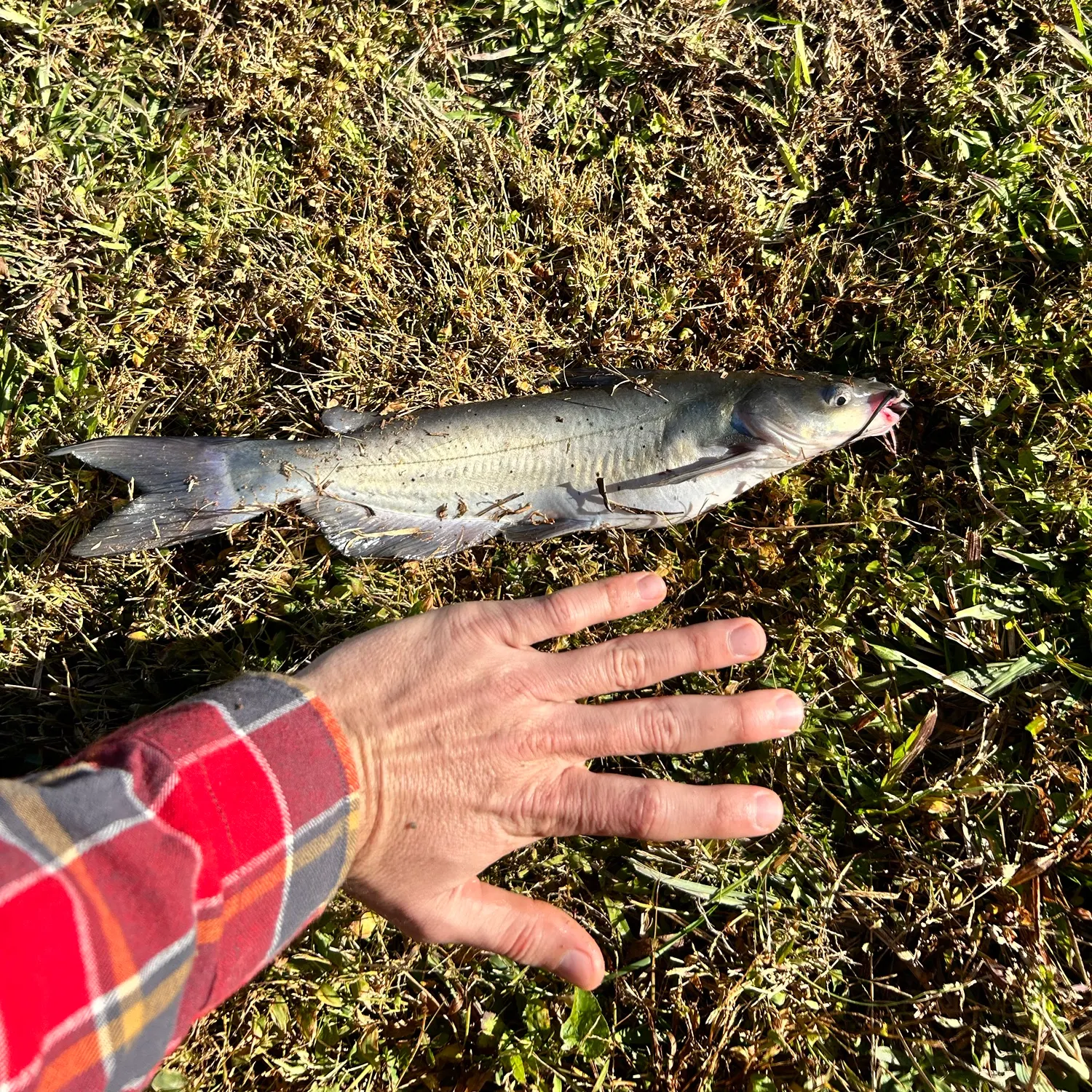 Channel catfish caught on Fishbrain