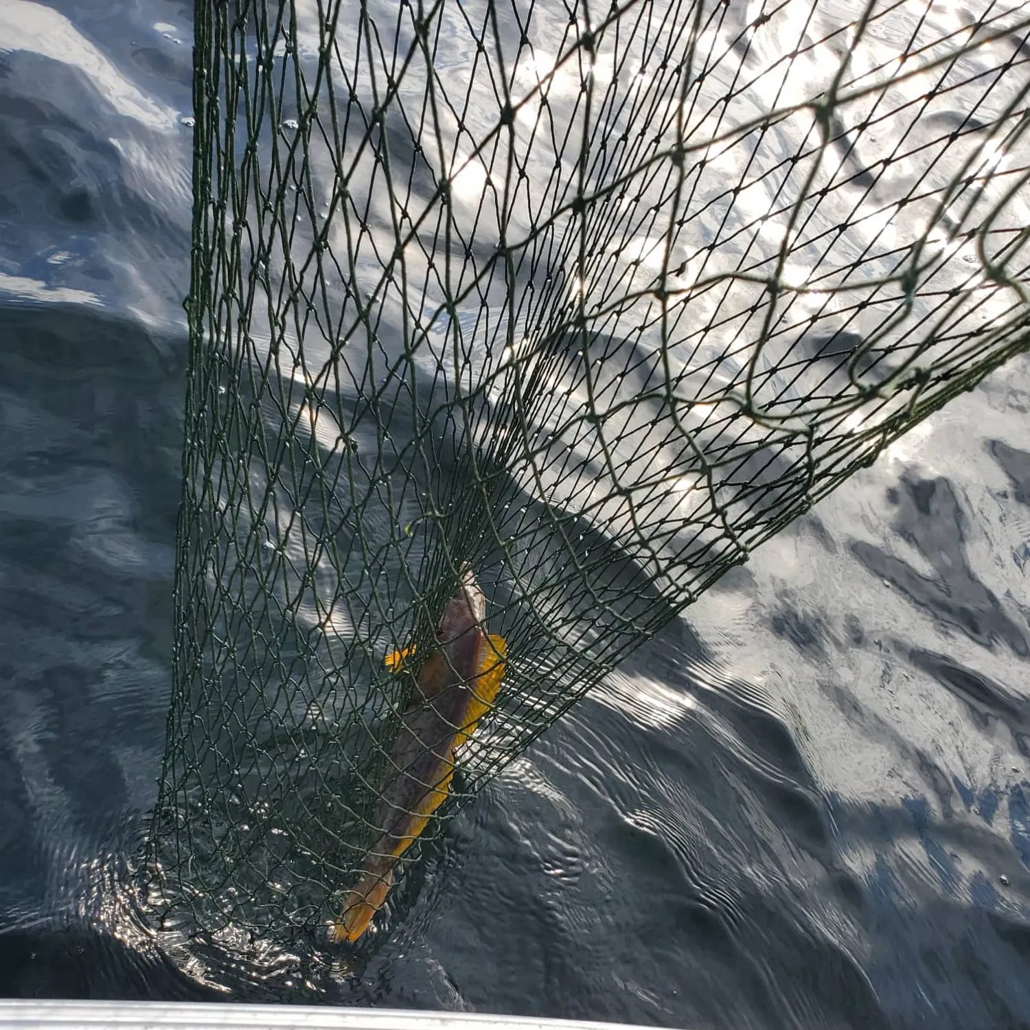 The most recent Kelp greenling catches on Fishbrain