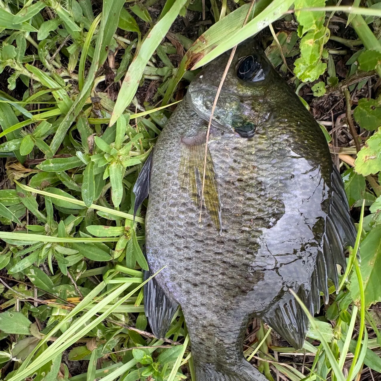 Bluegill caught on Fishbrain