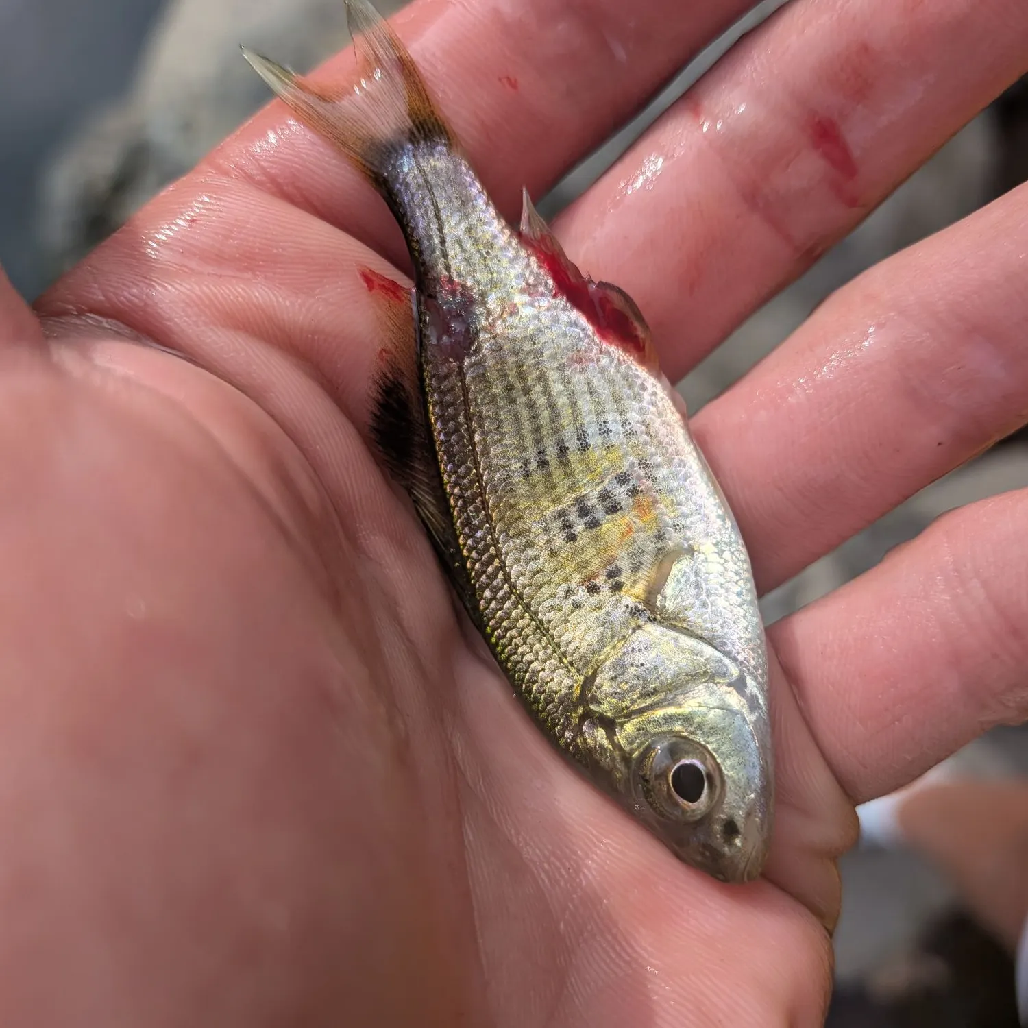The most recent White seaperch catches on Fishbrain