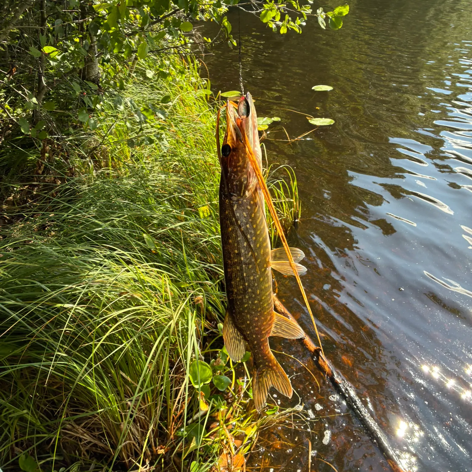 Northern pike caught on Fishbrain