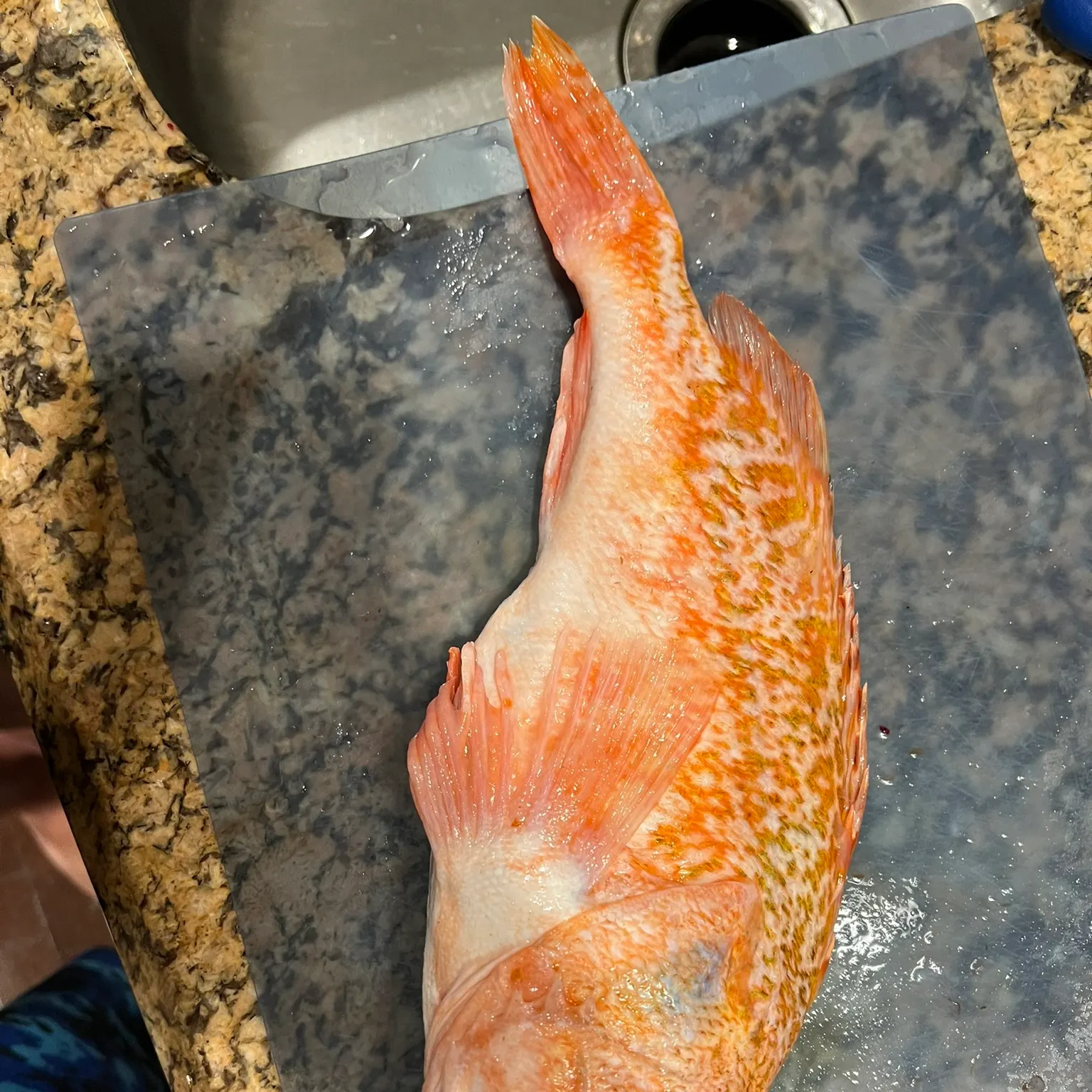The most recent Blackbelly rosefish catches on Fishbrain
