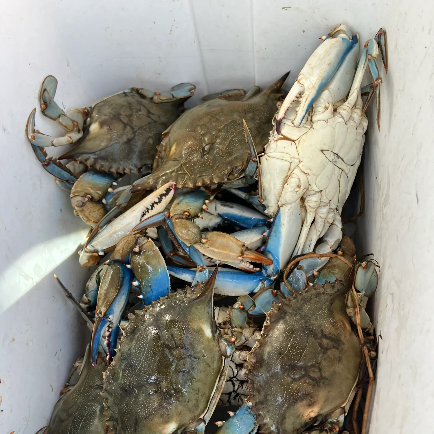 Blue crab caught on Fishbrain