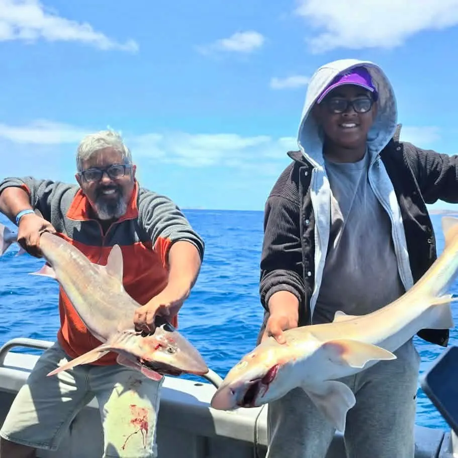 The most recent Gummy shark catches on Fishbrain