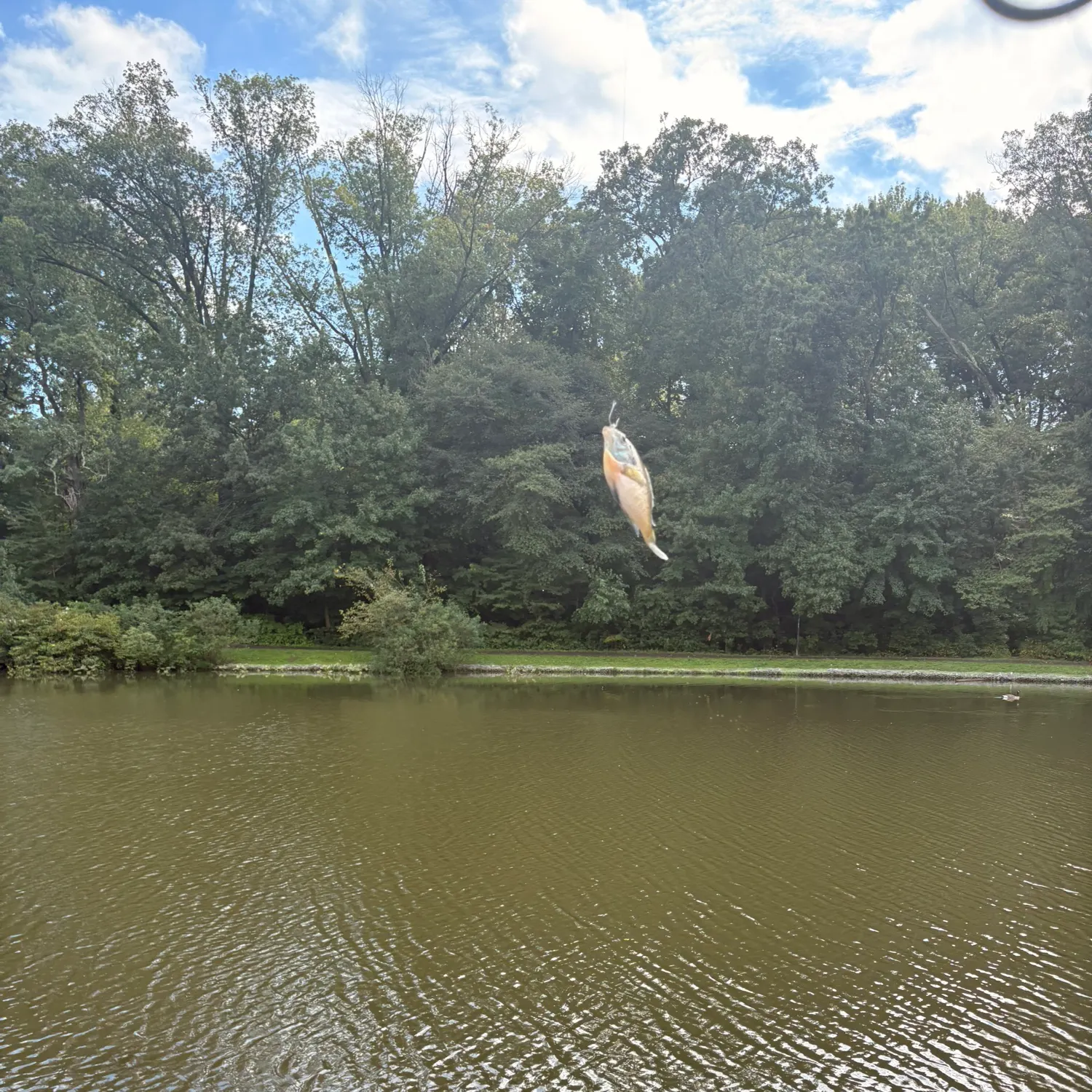 Bluegill caught on Fishbrain