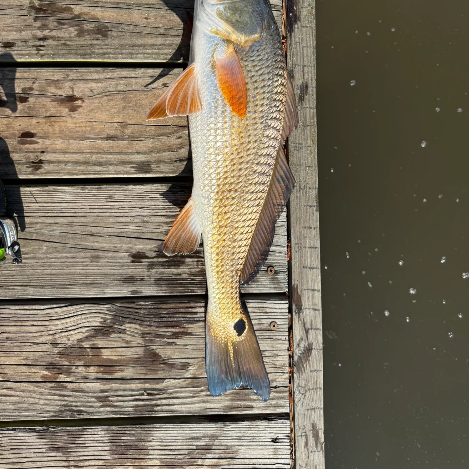Fishing for Red drum near you