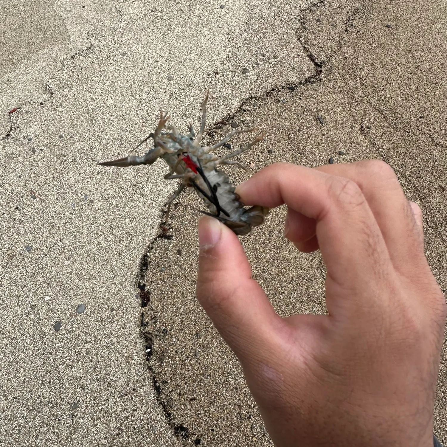 Signal crayfish caught on Fishbrain