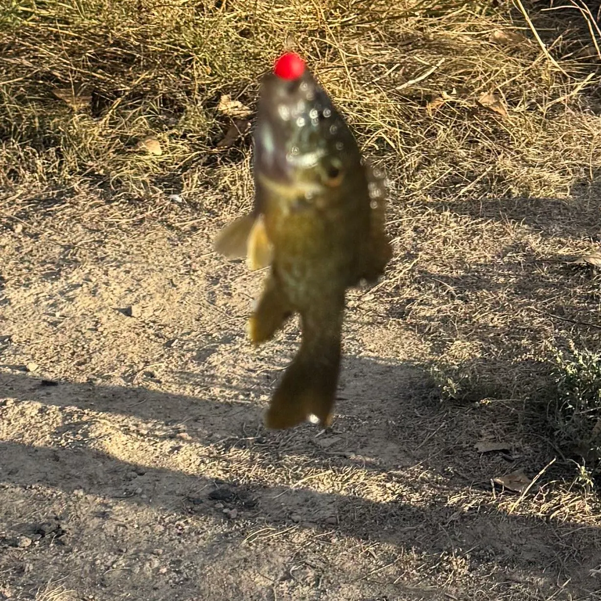 Green sunfish caught on Fishbrain