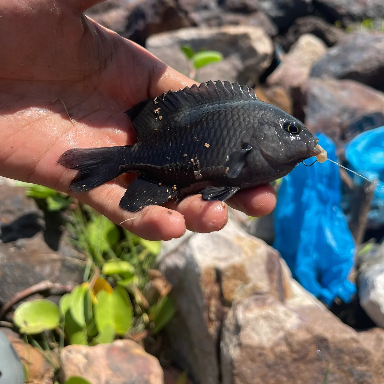 The most recent Dusky damselfish catches on Fishbrain