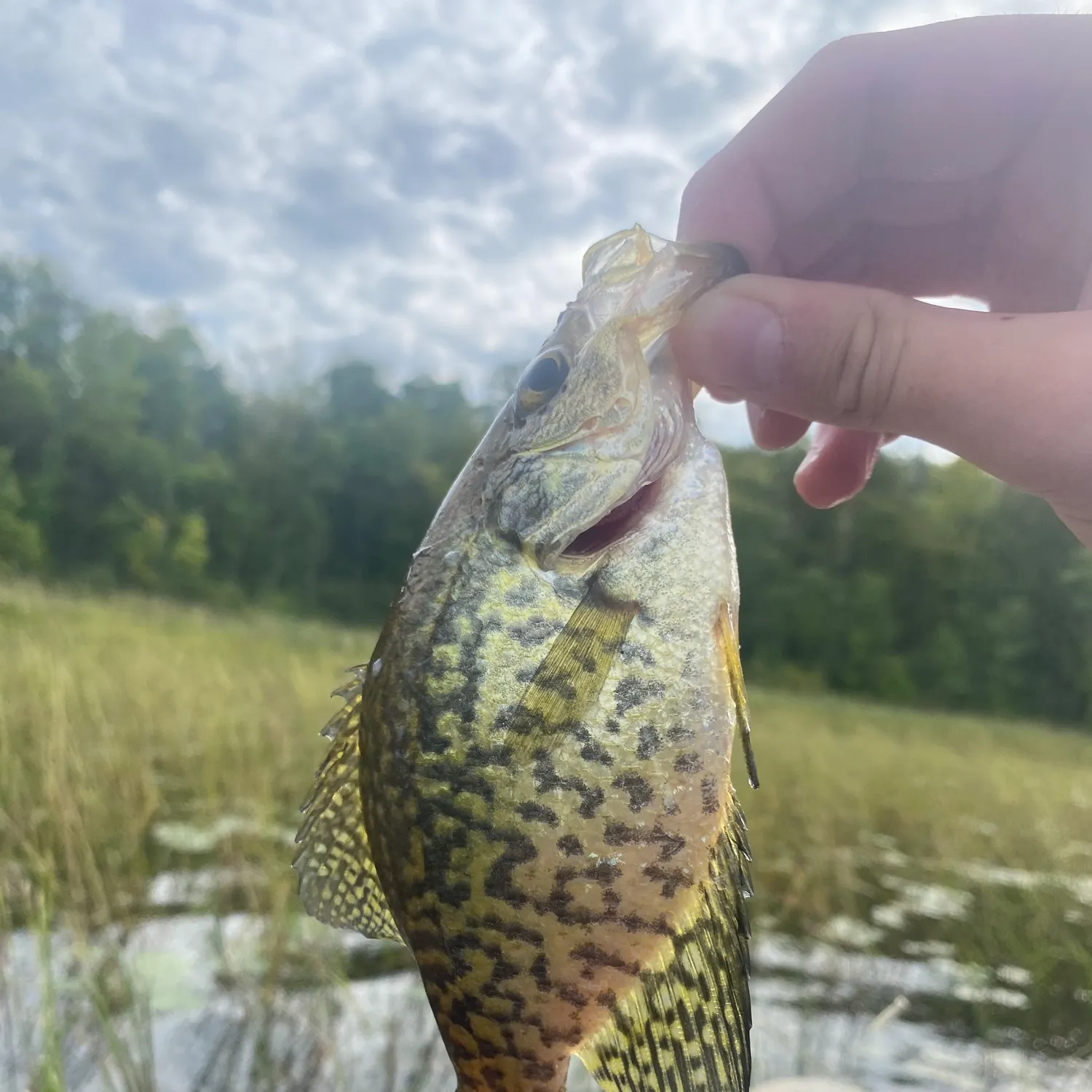 Black crappie caught on Fishbrain
