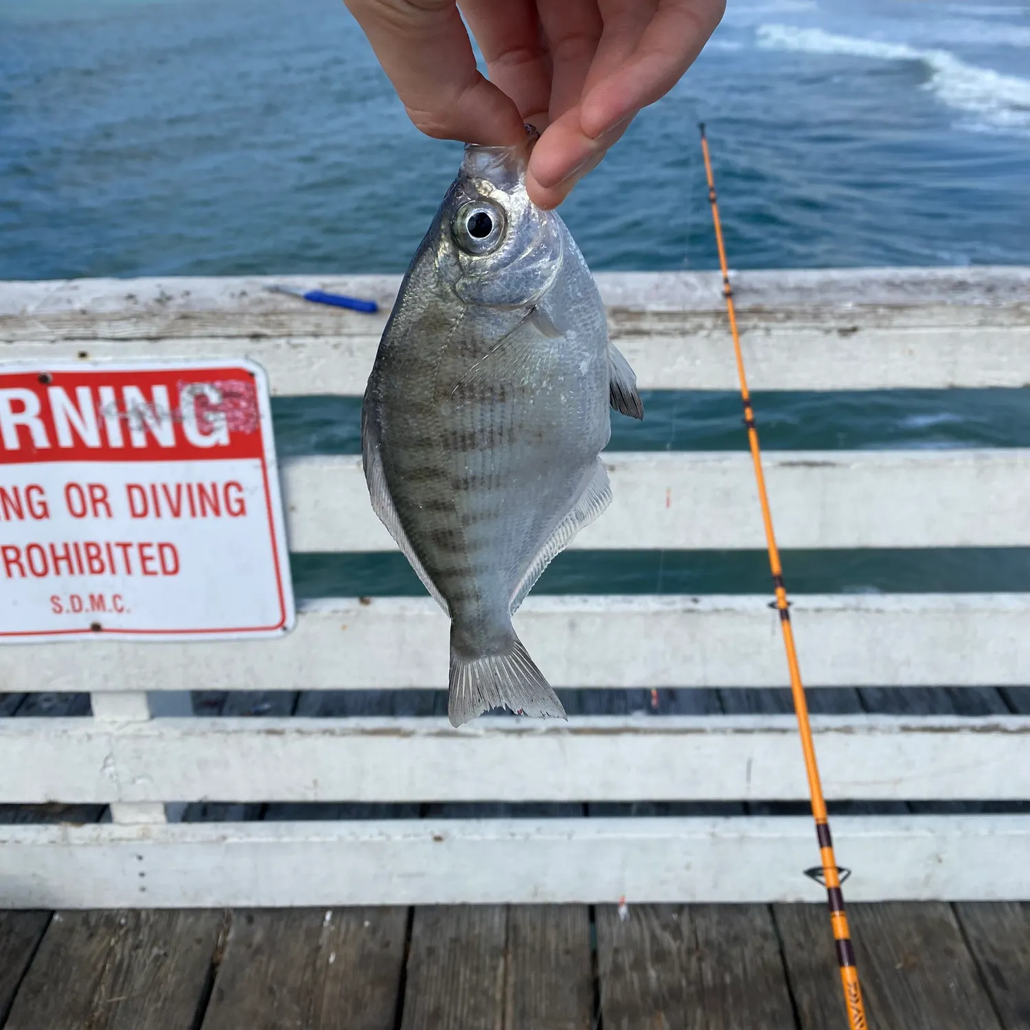 The most recent Walleye surfperch catches on Fishbrain