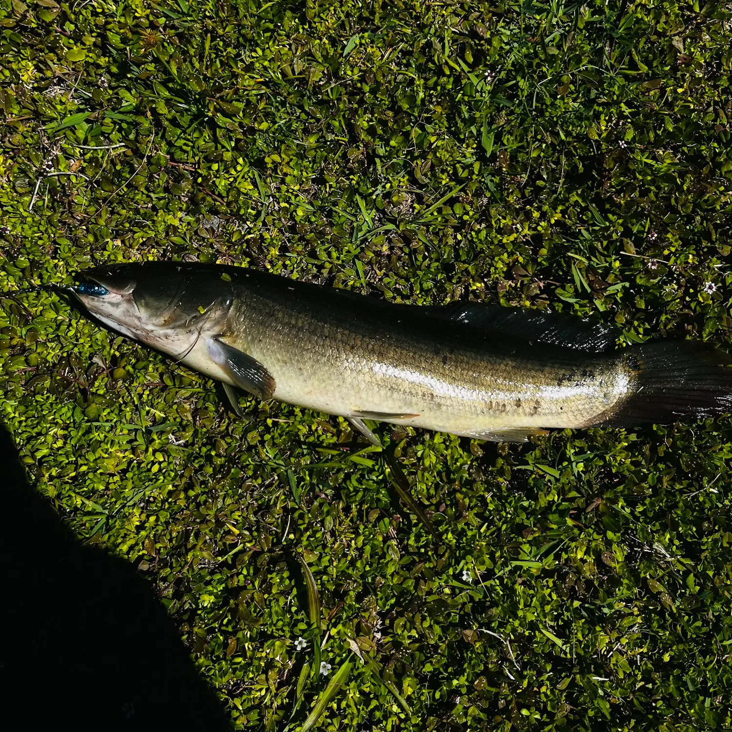 The most recent Indonesian snakehead catches on Fishbrain