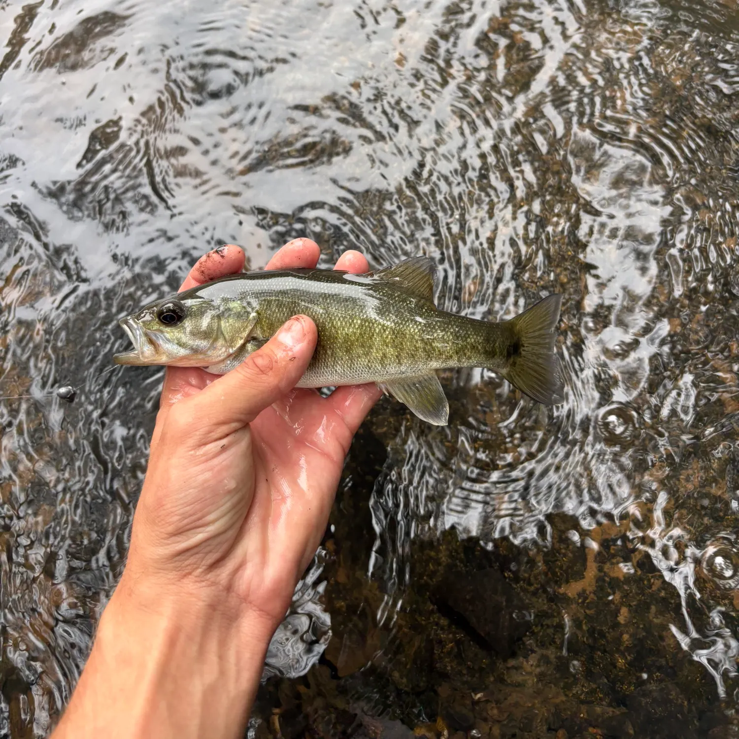 Shoal bass caught on Fishbrain