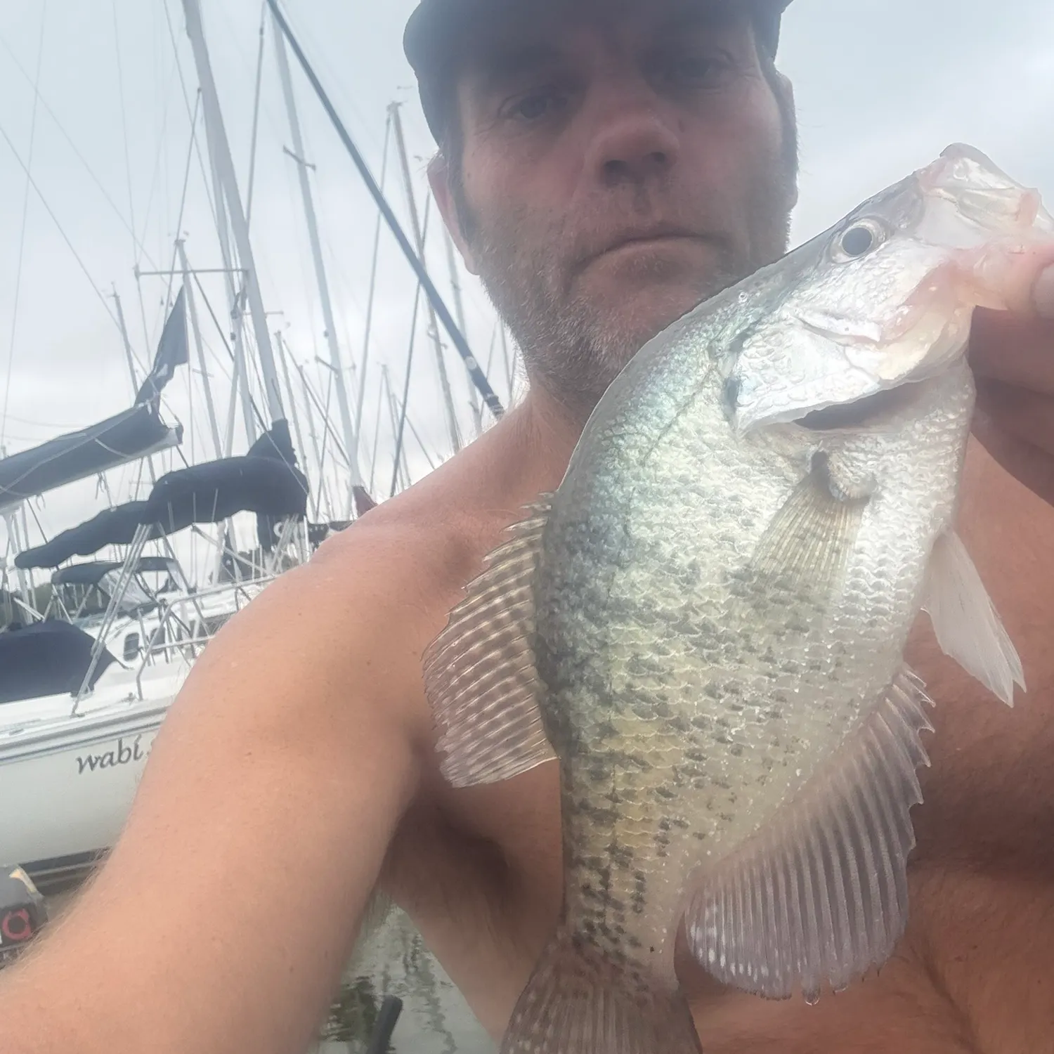 White crappie caught on Fishbrain