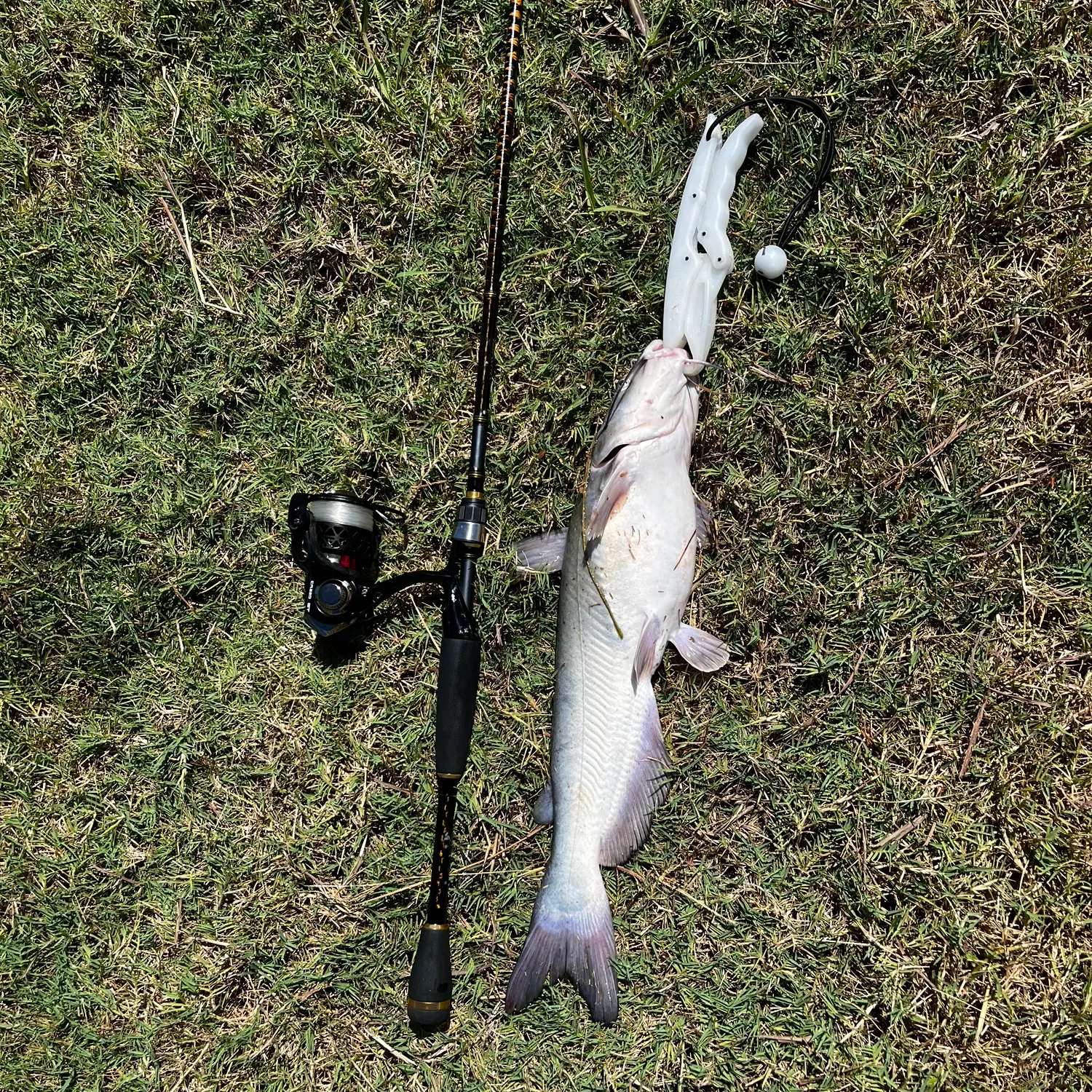 Channel catfish caught on Fishbrain
