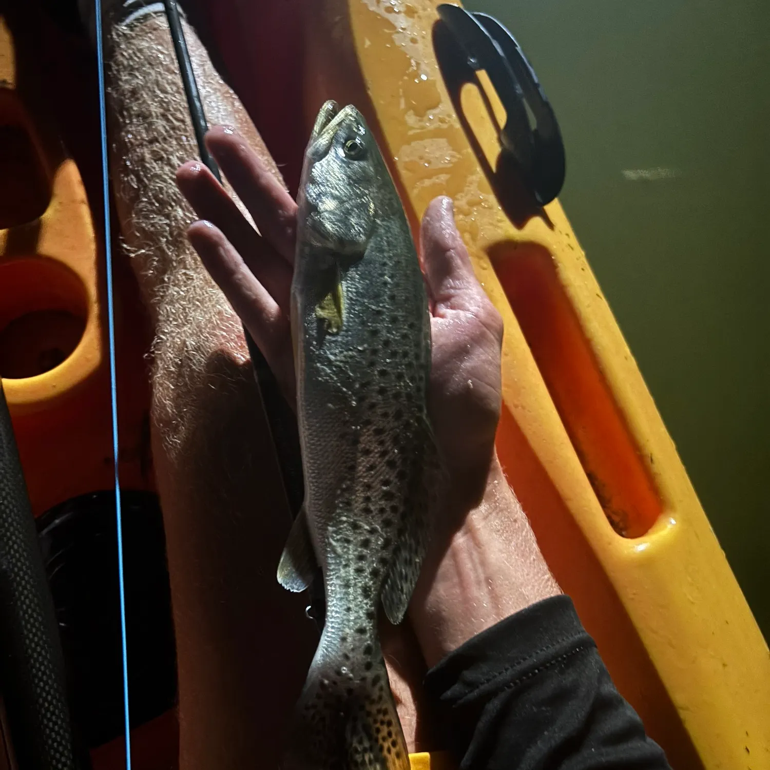 Spotted seatrout caught on Fishbrain