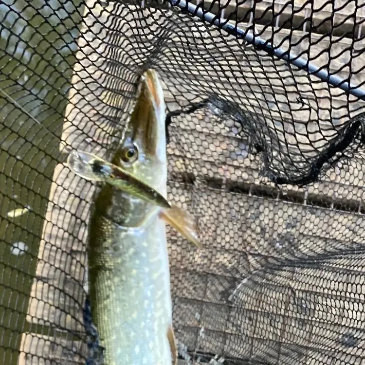 Northern pike caught on Fishbrain