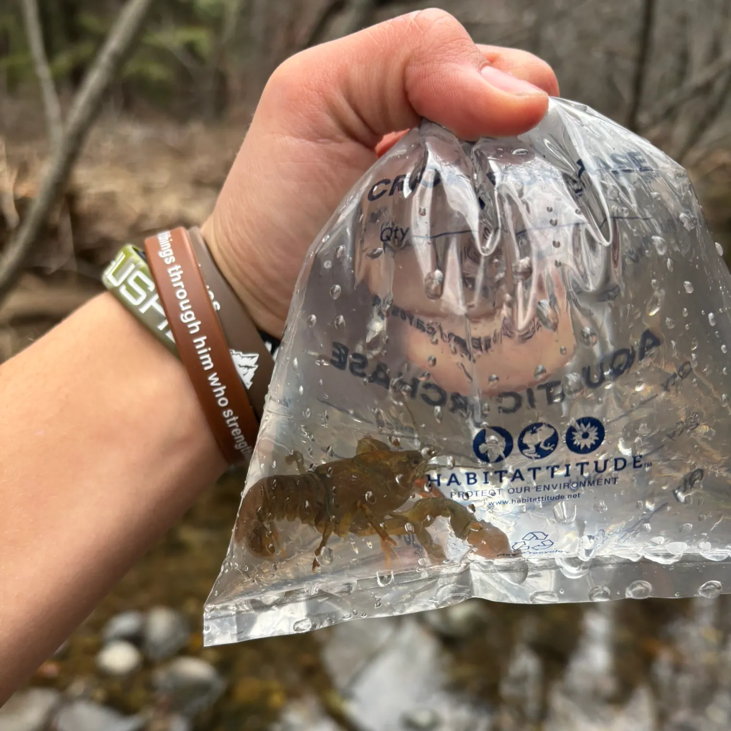 The most recent Virile crayfish catches on Fishbrain