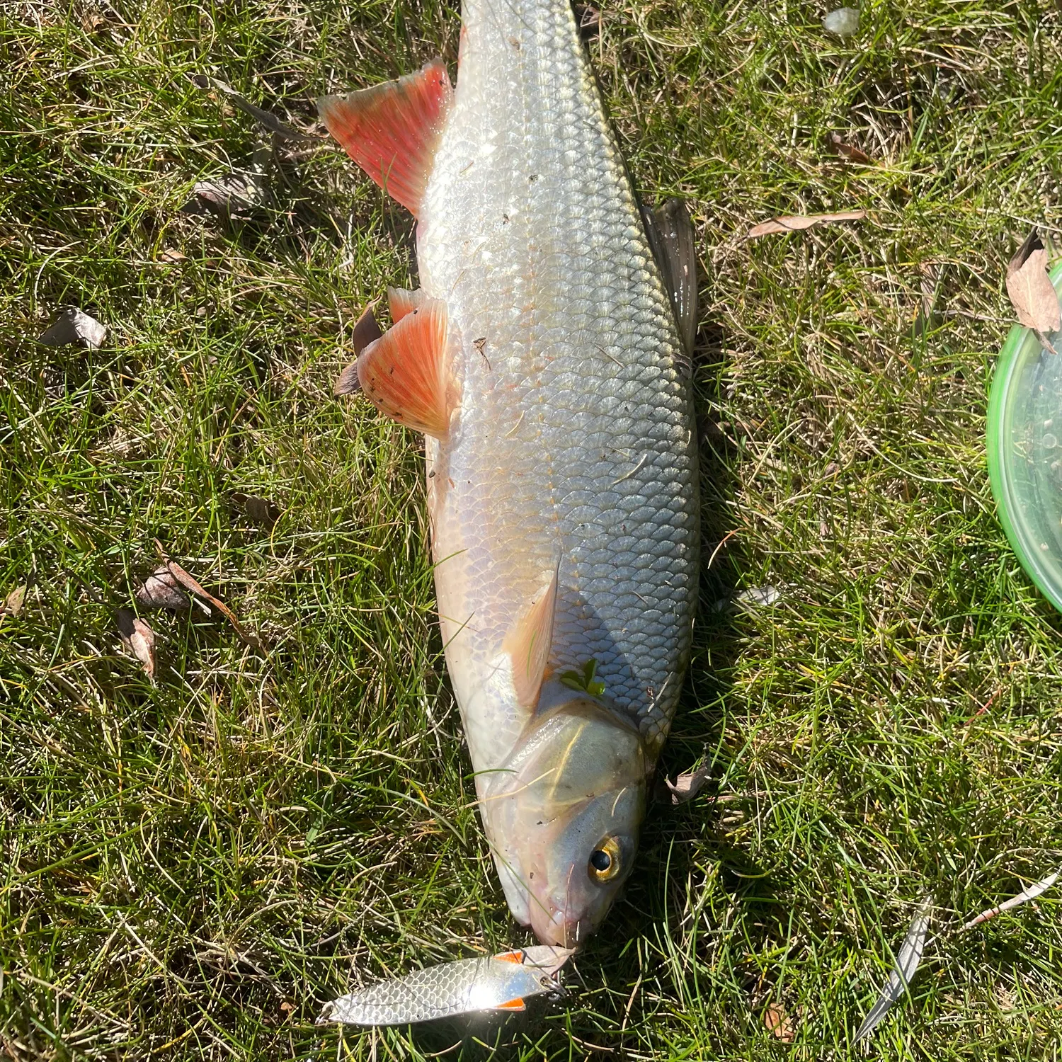 Ide caught on Fishbrain