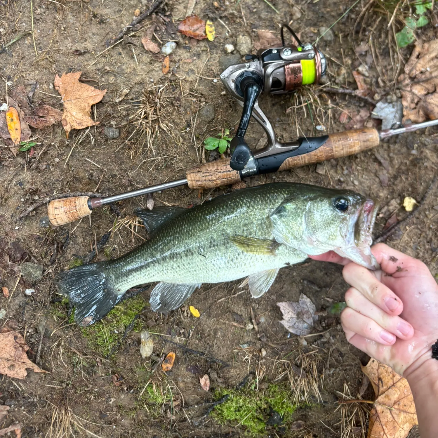 Largemouth bass caught on Fishbrain