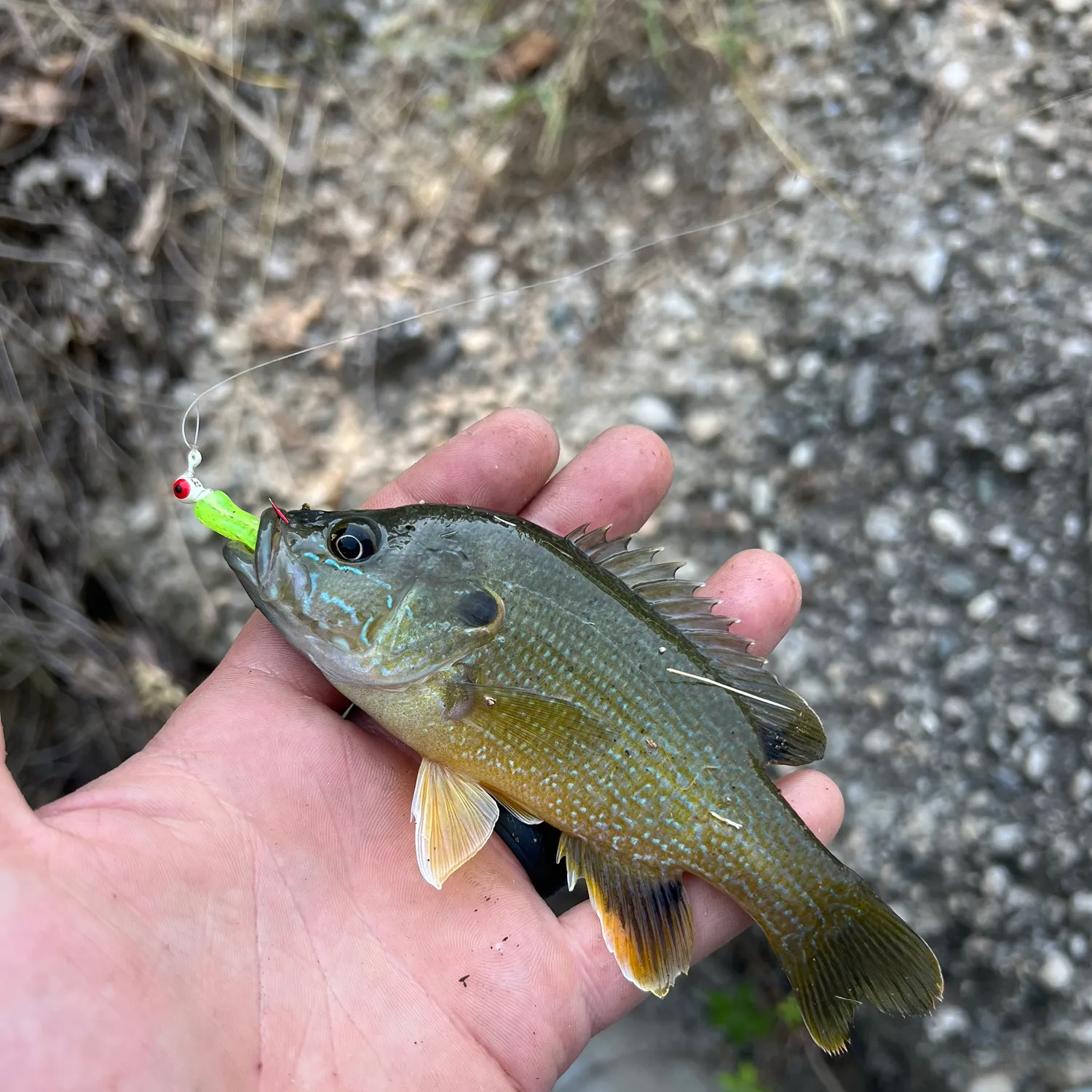 Green sunfish caught on Fishbrain