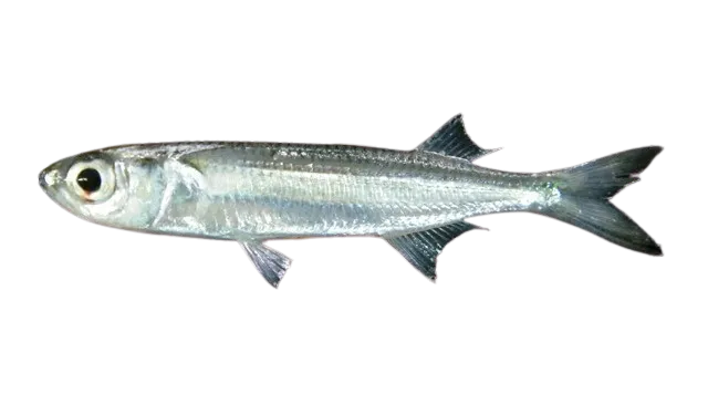 Tropical silverside