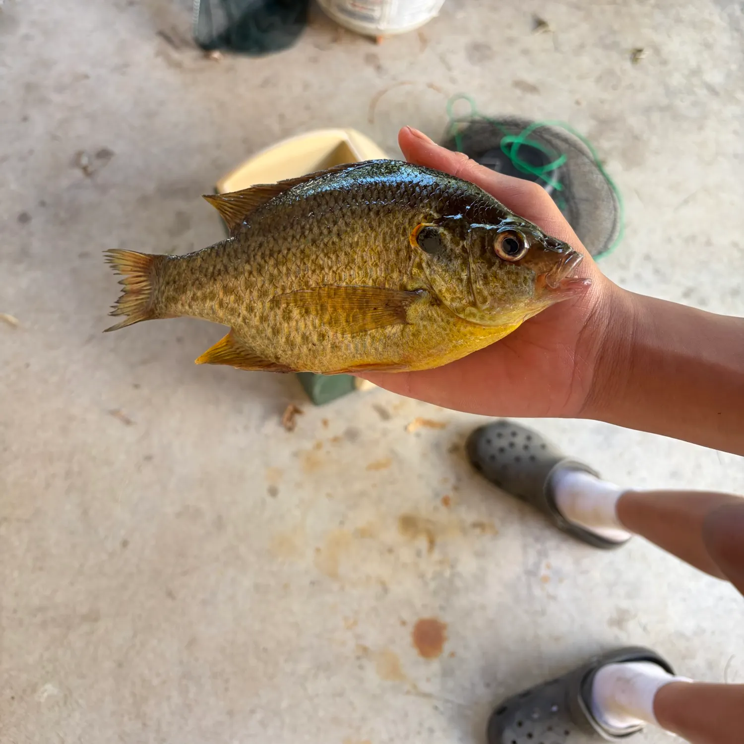 Redear sunfish caught on Fishbrain