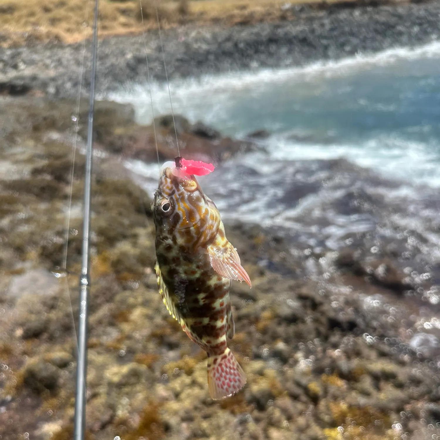 The most recent Stocky hawkfish catches on Fishbrain