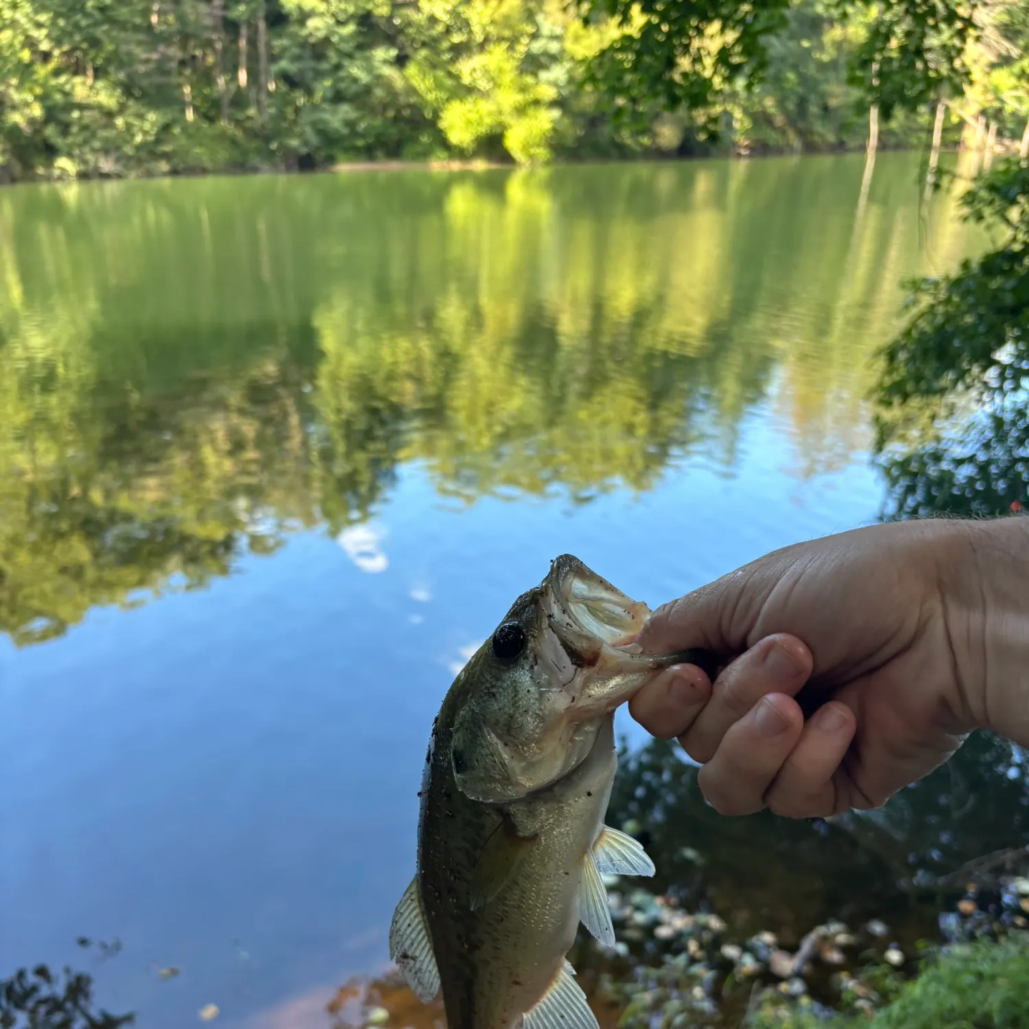 Largemouth bass caught on Fishbrain
