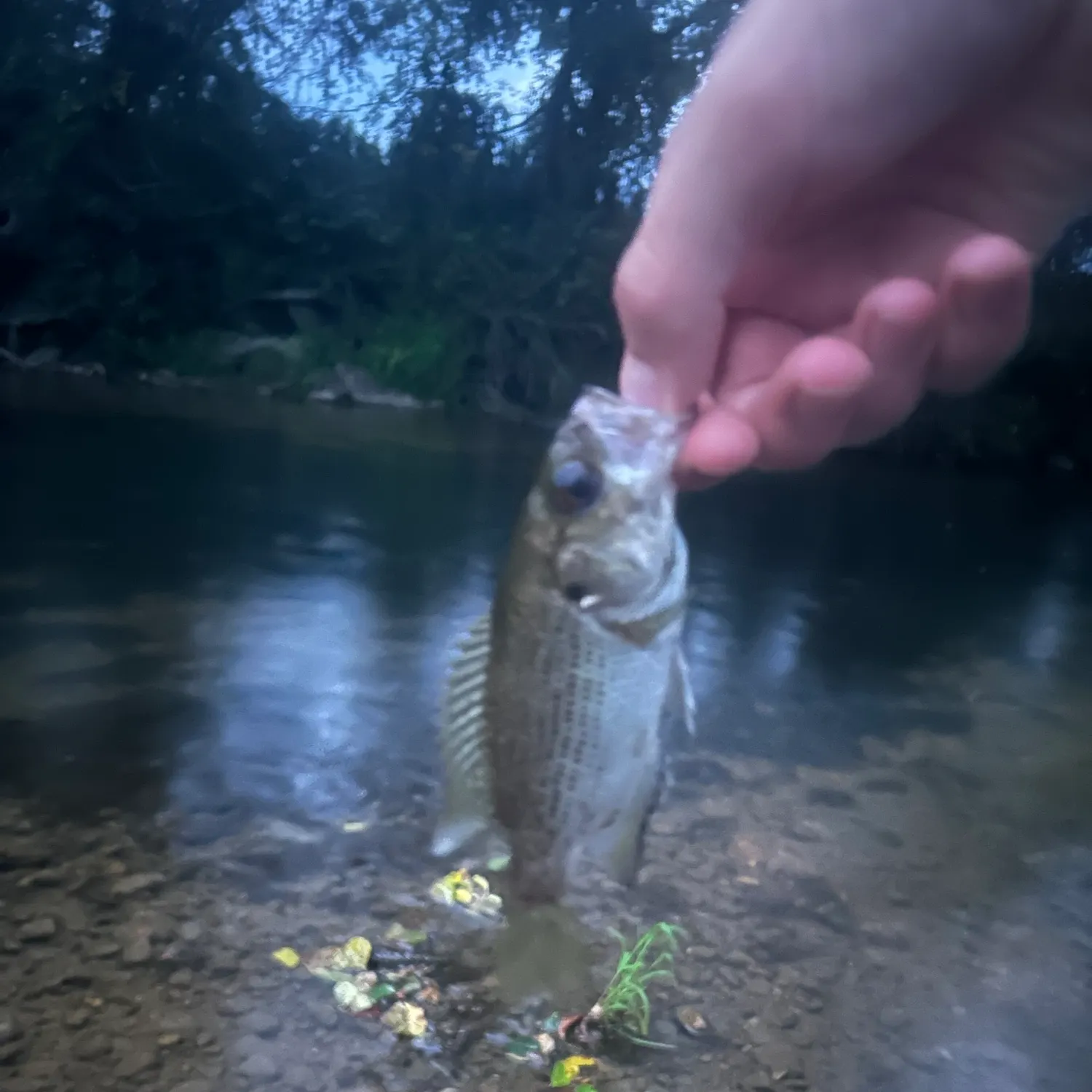 Rock bass caught on Fishbrain
