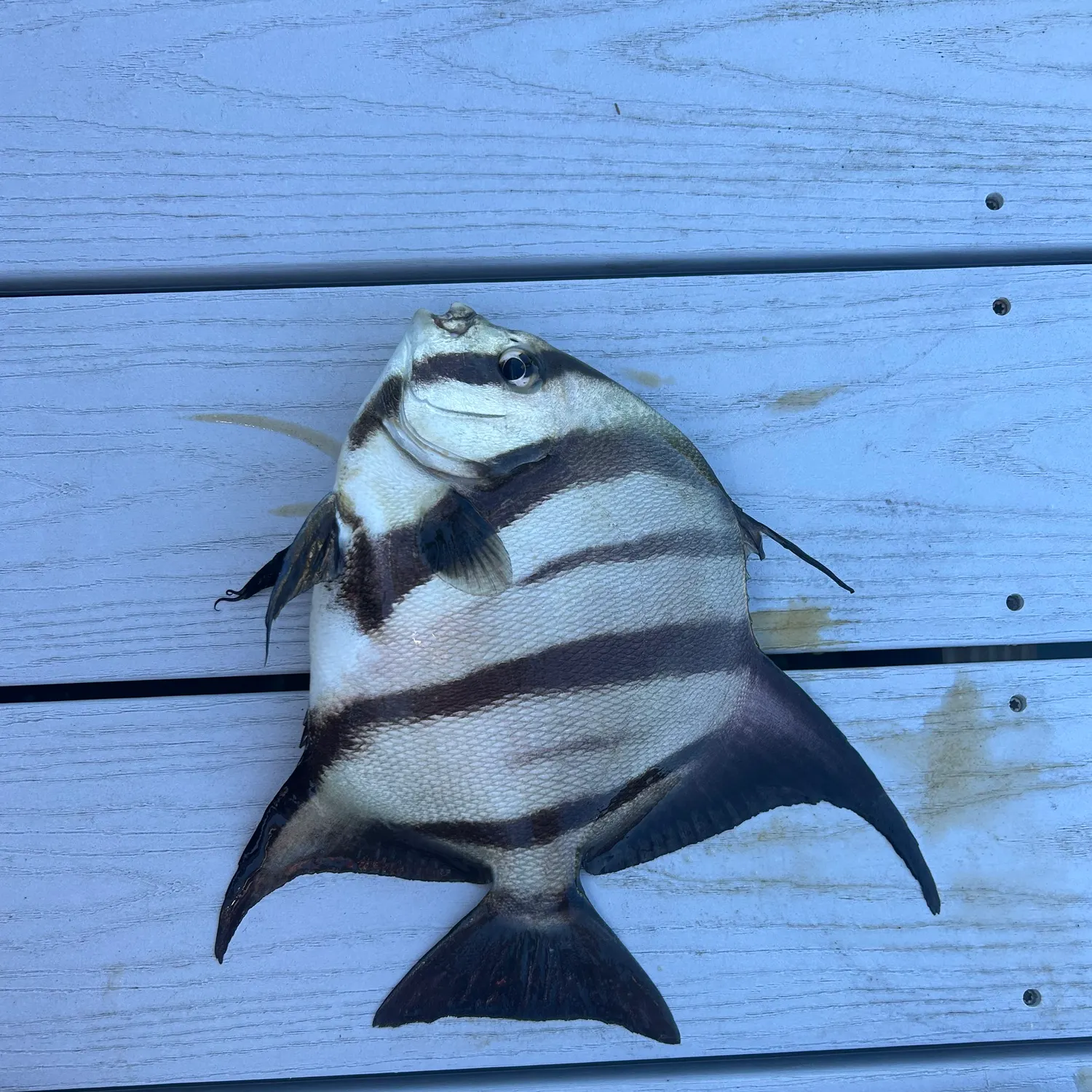 The most recent Atlantic spadefish catches on Fishbrain