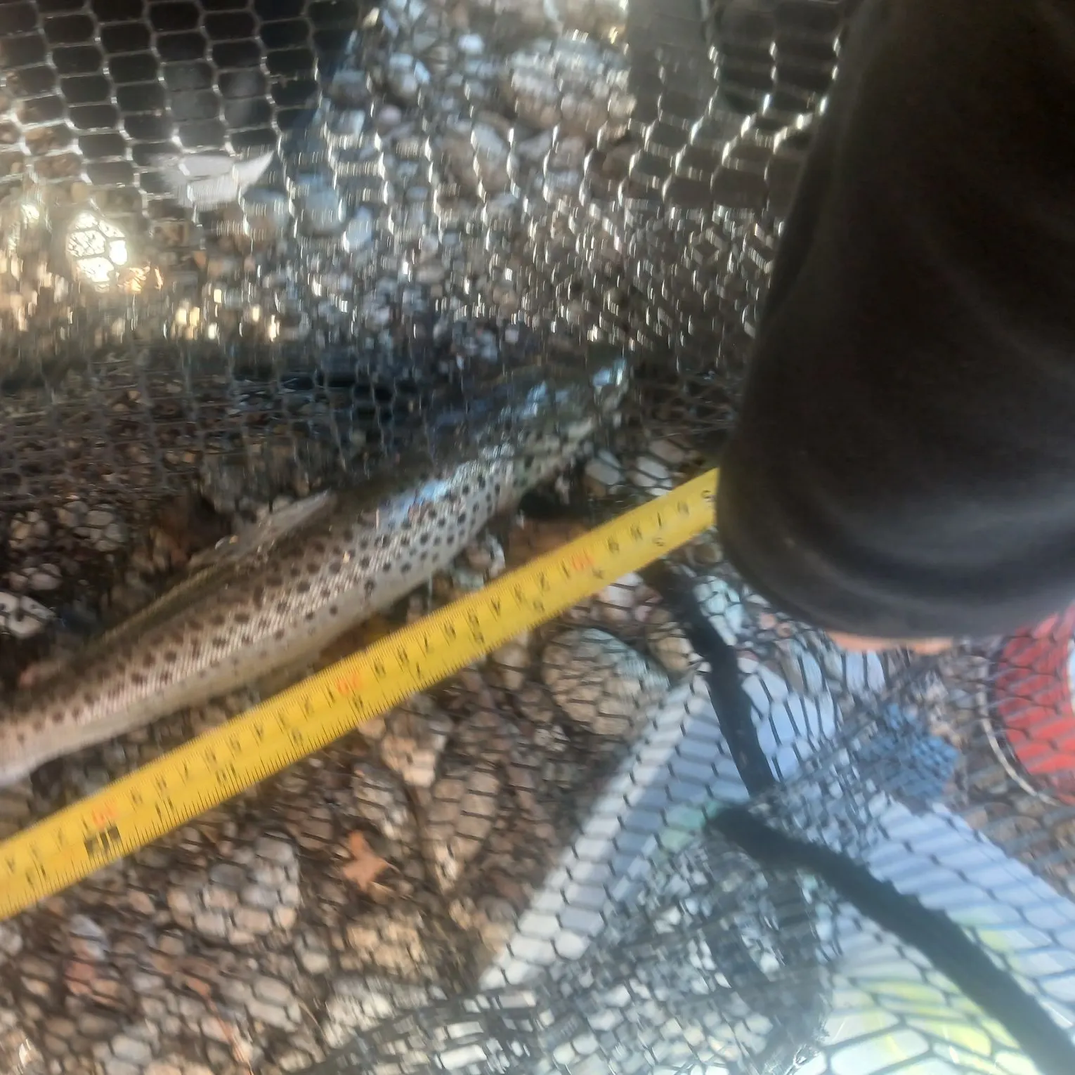 The most recent Lake trout catches on Fishbrain