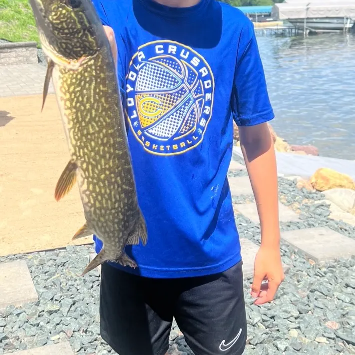 Northern pike caught on Fishbrain
