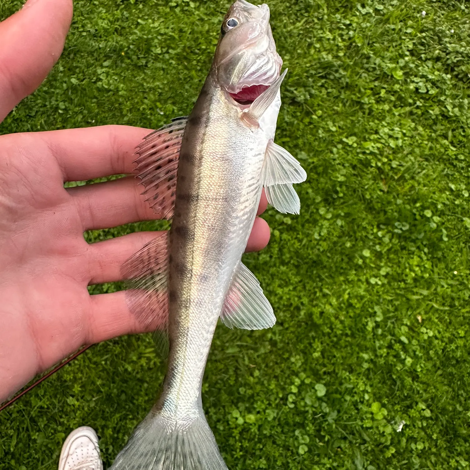 Zander caught on Fishbrain