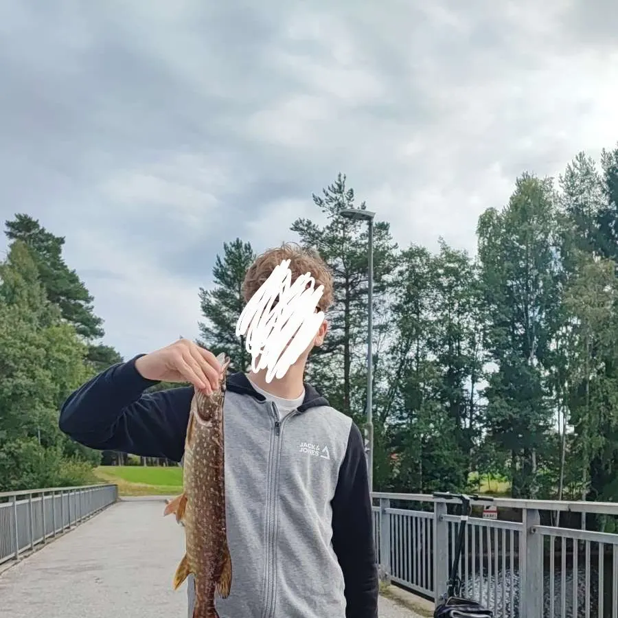 Northern pike caught on Fishbrain