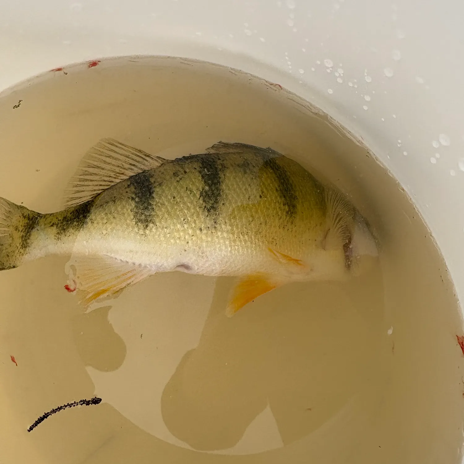 Yellow perch caught on Fishbrain